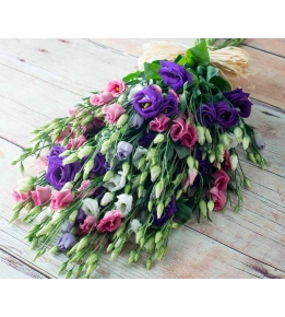  Eustoma Mix by the piece