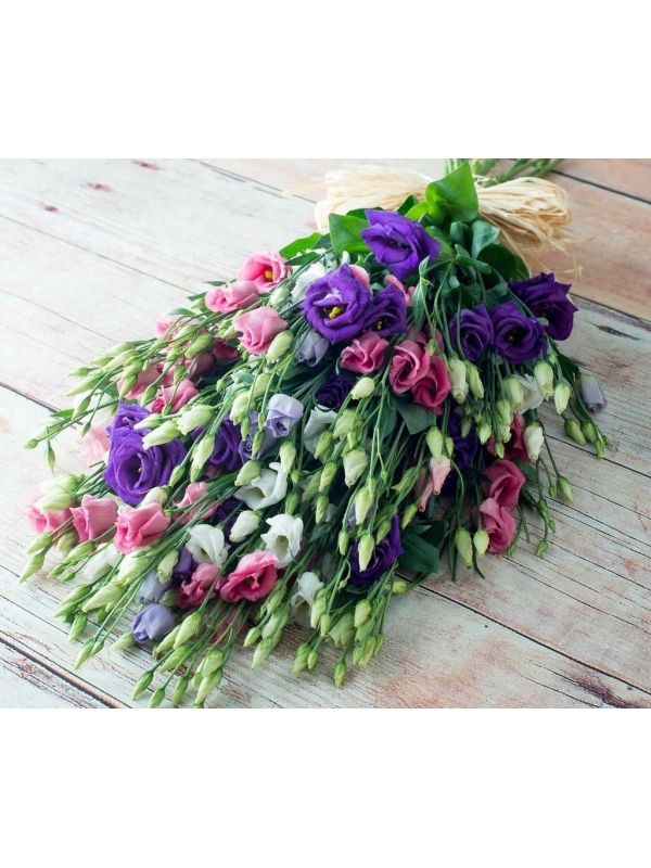  Eustoma Mix by the piece